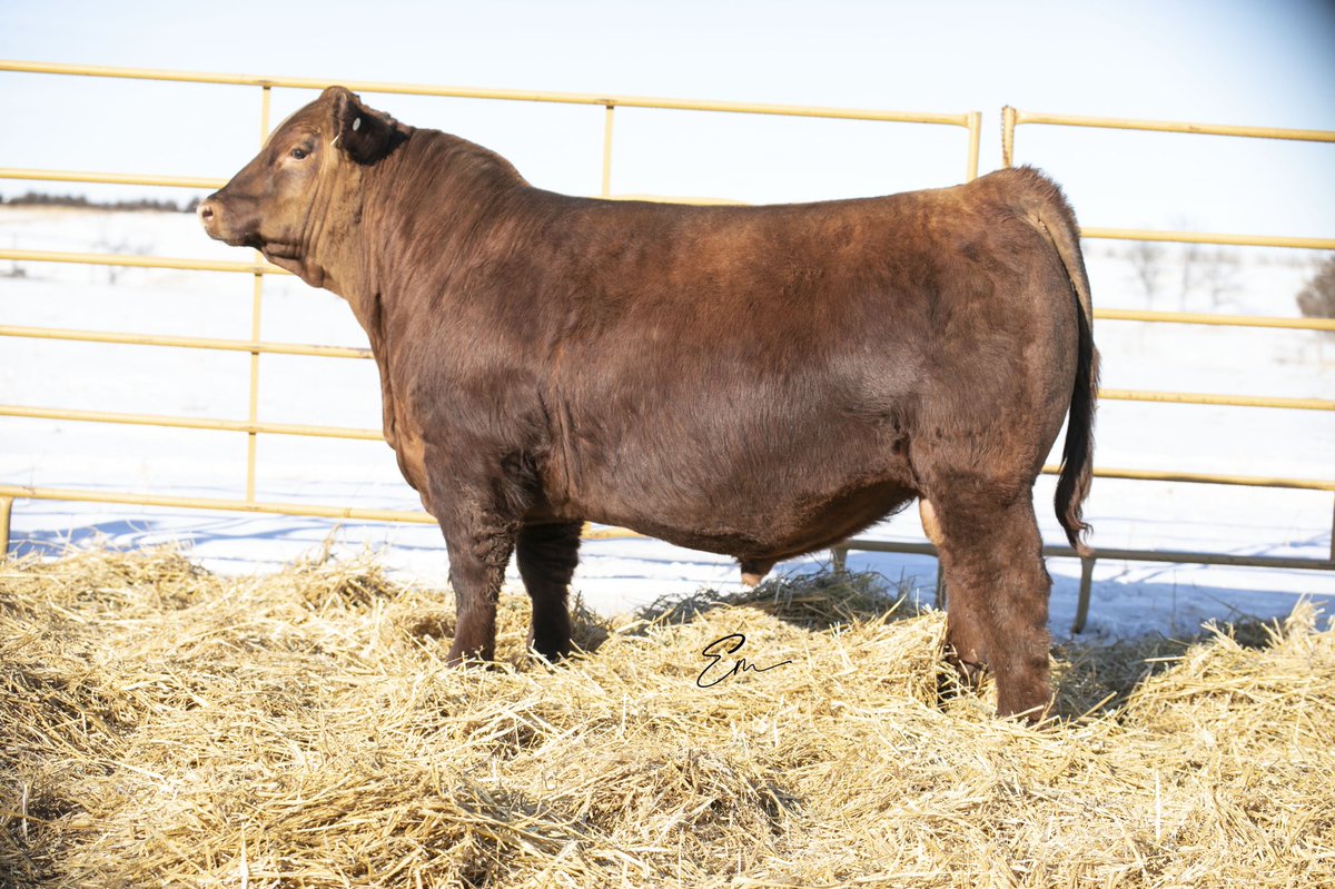 BeefGrund's tweet photo. Lot 2 | GRU Just N Time 714J | 50% Red Balancer

We think this bull is pretty special! A unique combination of power, dimension and balance backed by an outstanding dam!

Top 5% for CED, WW, YW and FPI

Check him out for yourself!- https://t.co/pOwSLFSQ3u

#TheHomeofHybridVigor https://t.co/yv0PZ0ppzi