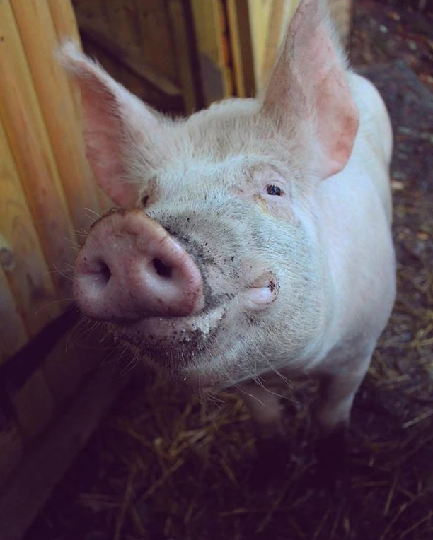 PartyPigsNFT's tweet photo. Come help save the piggies! 🎉🐷
Look at how cute this pig is! His name is Harry
📸 - https://t.co/5zRkF7lr2d
We will be donating £10,000 to them once we've sold out!
MINT - https://t.co/g3xiXgDoOY
#NFT #NFTCommunity #NFTLaunch #NFTDrop #Solana #1Less #PartyPigs @LaunchMyNFT https://t.co/MCZcFpbqTR