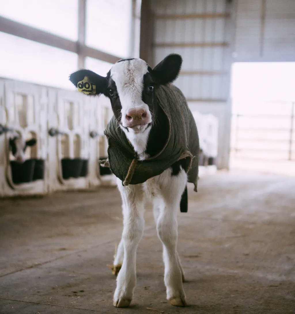JohnOberg's tweet photo. This cow is worth your consideration.

...and the best way to show that consideration is by not taking actions that cause unnecessary harm to them, such as purchasing meat or milk.

It's still @veganuary -- get started. 🙂 https://t.co/TOOY1PSGth