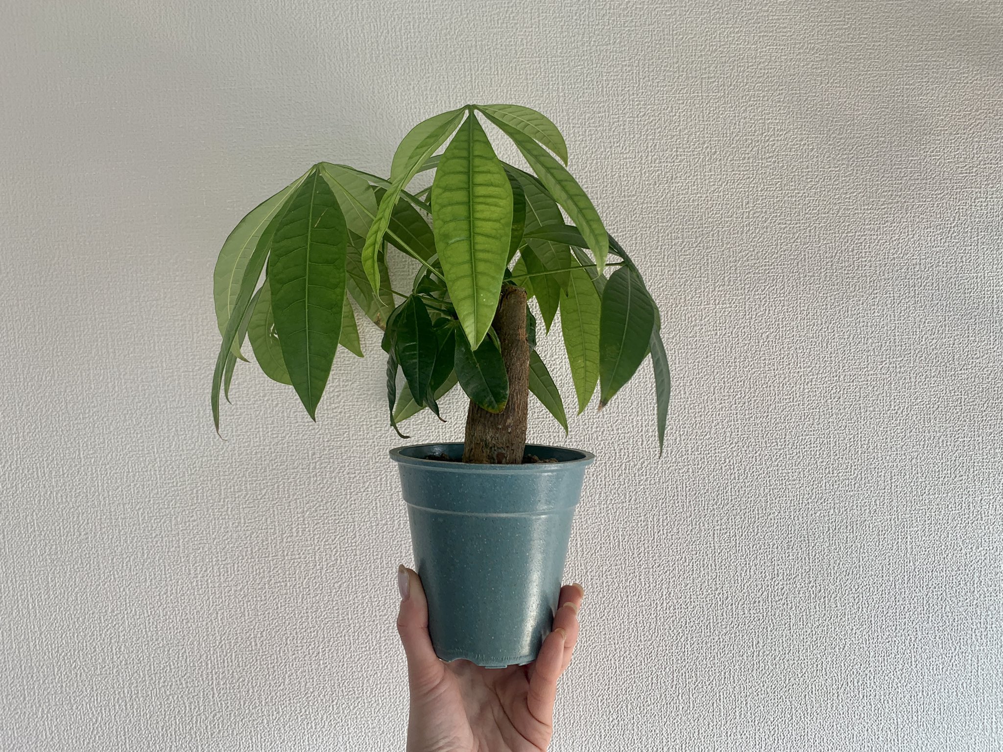 تويتر かい 植物youtube Mygarden Life على تويتر うちのパキーラは 胴回り11cm 身長14 5cm でした パキーラの会 パキラ ダイソーパキラ 観葉植物 ダイソー観葉植物 グリーンインテリア T Co G81msamjgy تويتر かい 植物youtube Mygarden Life على تويتر うちのパキーラは 胴回り11cm 身長14 5cm でした パキーラの会 パキラ ダイソーパキラ 観葉植物 ダイソー観葉植物 グリーンインテリア T Co G81msamjgy