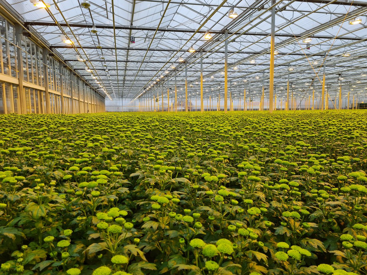 Een blik in de kas 👀. Een groene oceaan 💚