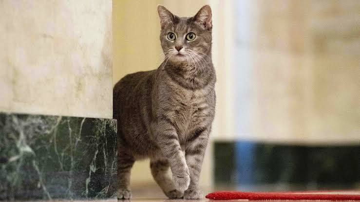 ดับเบิ้ลยูเอโอ 🐱 tweet media
