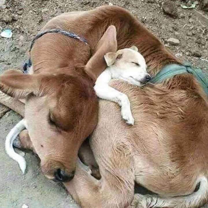 Sari_Friends's tweet photo. ❃❃❃ SO LOVELY 🥰💗🥰
#DogsofTwittter    #NatureBeauty https://t.co/rvoFltPcDk