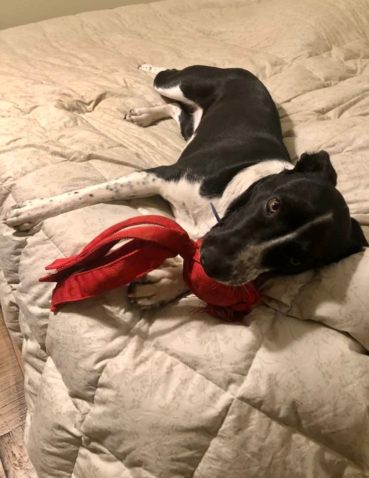 We're kinda, sorta ready for #ClickerExpoLive. It's early, so coffee for me, squeaks for Twyla.