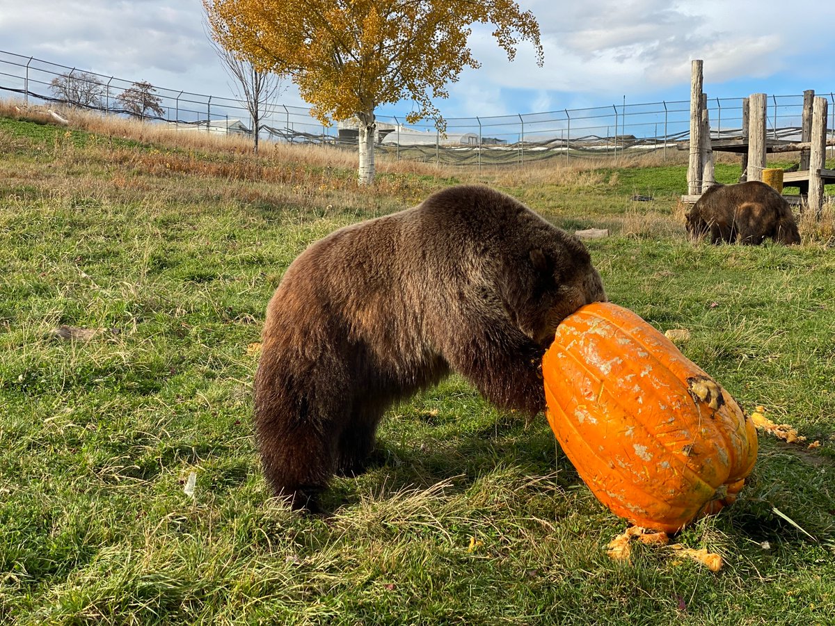 wsucahnrs's tweet image. Today is #NationalHaveFunAtWorkDay, &amp;amp; honestly that&apos;s not normally a problem for us. We get to hang out with, write about, &amp;amp; take pics of some amazing people &amp;amp; animals. Which we think is really fun! Here are some examples of stuff we do for work. #GoCougs