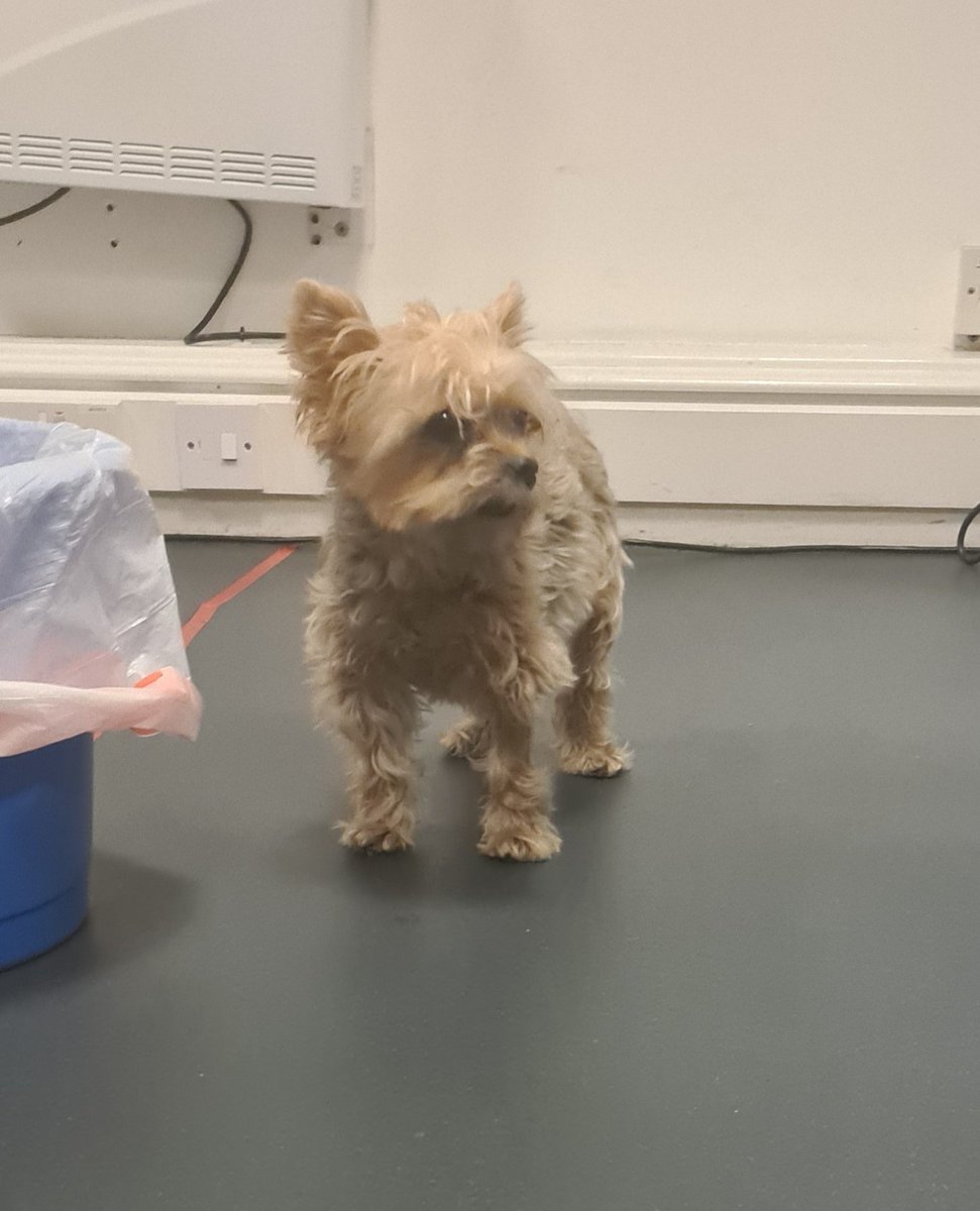 Extrordinair's tweet photo. Sugar lives up to her sweet name and was amazing when she arrived @EDI_Airport ARC.
She was a nice wee office hand whilst she waited for her mum guarding the bin
#dogsoftwitter #YorkshireTerrier #dog #Edinburgh #Scotland #doglover #cutedogs #cutedogsoftwitter https://t.co/5FGy2YbsM5