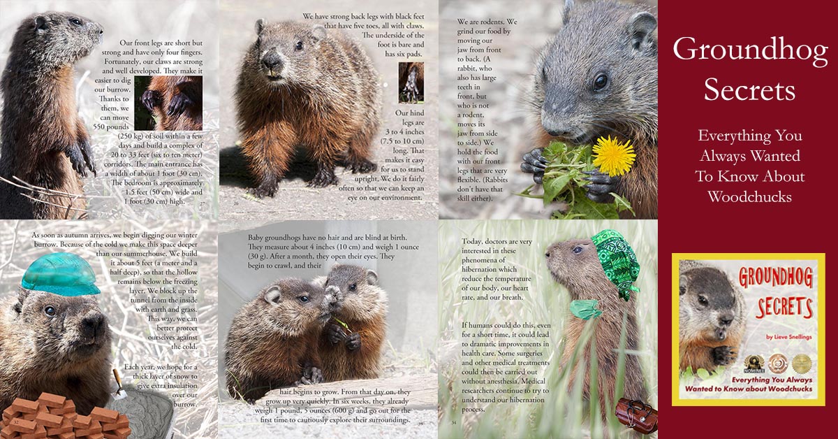 CaroleParkes1's tweet image. Looking for an educational and fun read? Chipmunk Secrets offers stunning photos and fascinating facts, perfect for budding young explorers! #AnimalBooks #LearningIsFun #STEMforkids #BackyardWildlife #KCHpromote mybook.to/6o8X