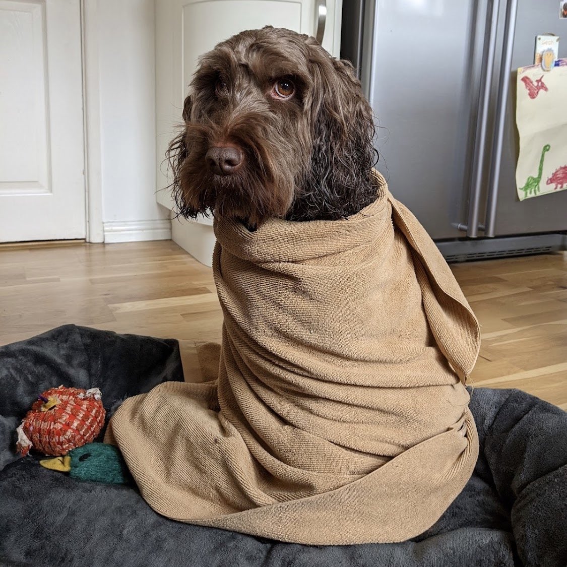 McLarenDoggo's tweet photo. Jedi master….  or smelly doggo that decided it would be fun to jump in a swamp? 🤢 #TheBarkSide https://t.co/L9BE2FA9m1