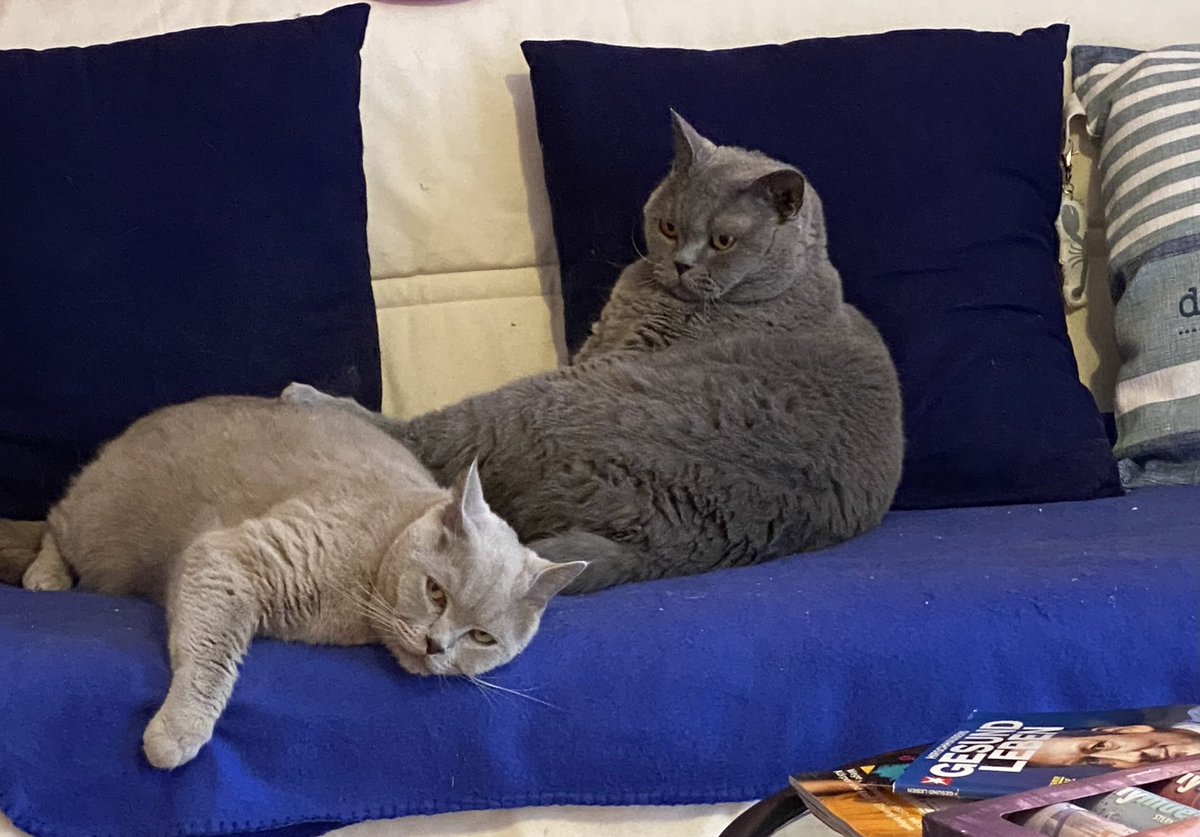 47sweety's tweet photo. @deutschetelekom Gerade eingeläutet mit noch mehr Flausch https://t.co/RwZC9Y1JrY