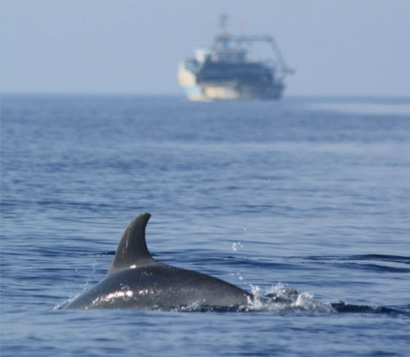 UN_FAO_GFCM's tweet photo. >600 participants registered for our training course on identification/handling of marine mammals incidentally caught during #Mediterranean #BlackSea fishing operations❗️

We'll discuss correct identification of species &amp; standardized monitoring programmes
https://t.co/aUydo8dpnV https://t.co/Xs4ifV7d7g