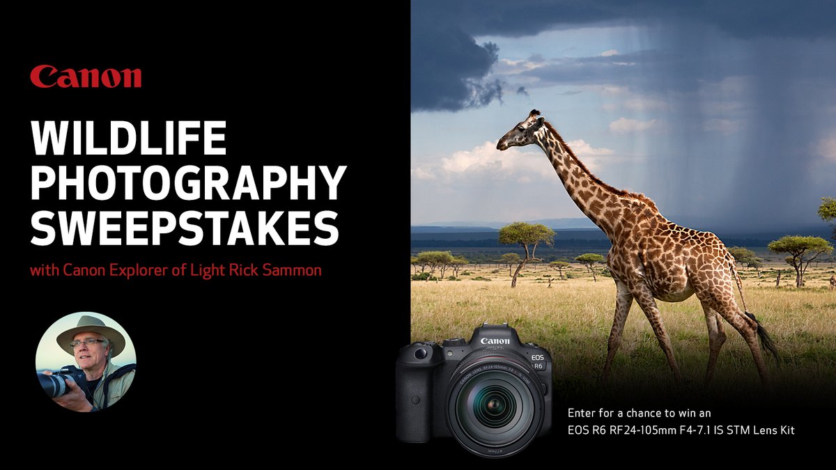 CanonUSA's tweet image. #ProTip from #CanonExplorerOfLight @ricksammon: "Watch the background – it can make or break a wildlife photograph."

Enter our Wildlife Photography Sweepstakes for your chance to win an EOS R6 RF24-105mm F4-7.1 IS STM Lens Kit! canon.us/wildlifesweeps…