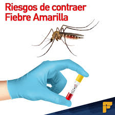 NMABarinas's tweet photo. #28Ener La fiebre amarilla es una enfermedad infecciosa, perteneciente al grupo de las fiebres hemorrágicas causadas por virus. 
#DigesaludFANBCuidaTuSalud https://t.co/vli3fJJTcp