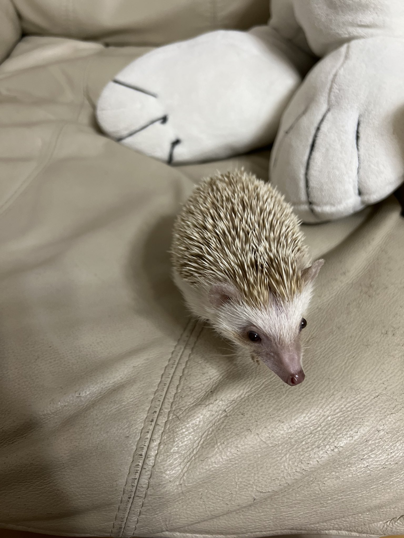 カボチャ Leopa715 Twitter