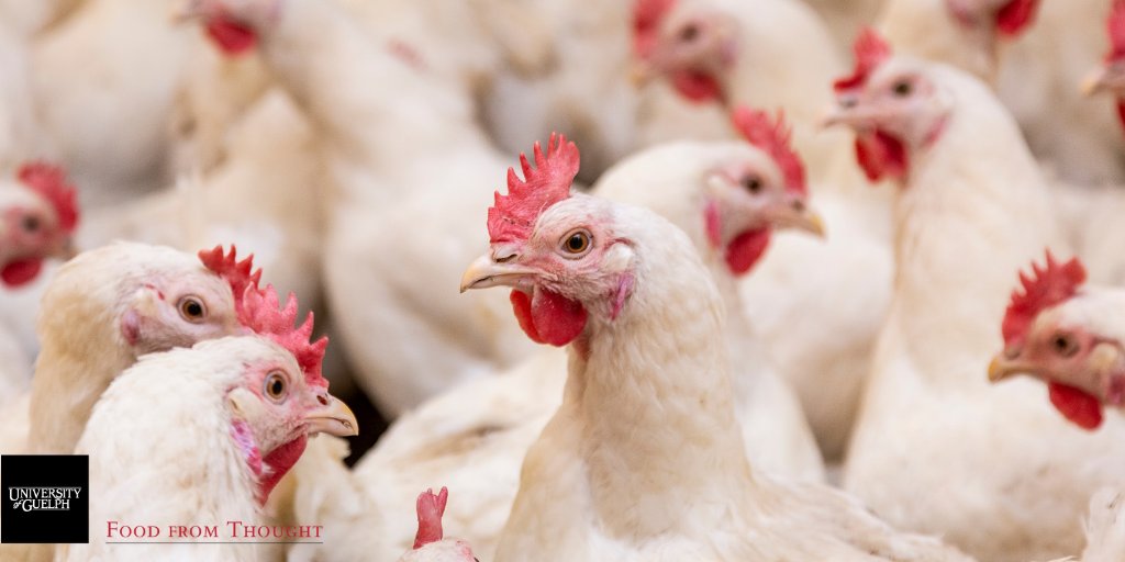 UofG_FfT's tweet photo. Growing animal welfare concerns make slower growing chicken the "Chicken of Tomorrow". 🐔
#FfTResearcher Dr. Tina Widowski and her team investigating how different growth rates affect chickens’ health and welfare.
https://t.co/RgfjlRXAhq
#animalwelfare #poultryfarming https://t.co/yJqE4Ac3PO