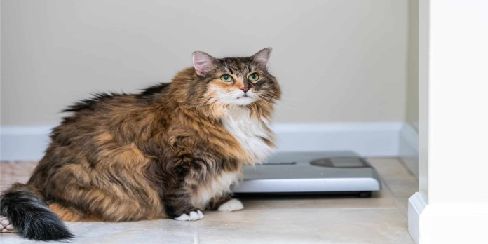 petfoodusa's tweet photo. Here we can see "Why is it important for your cat to maintain a healthy weight?"
Diabetes, high blood pressure, respiratory problems, and other diseases can all be avoided by keeping your pet at a healthy weight. #catweight #catweightcalculator #kitten
https://t.co/F9NbBvBrDK https://t.co/0vy4H3UexN