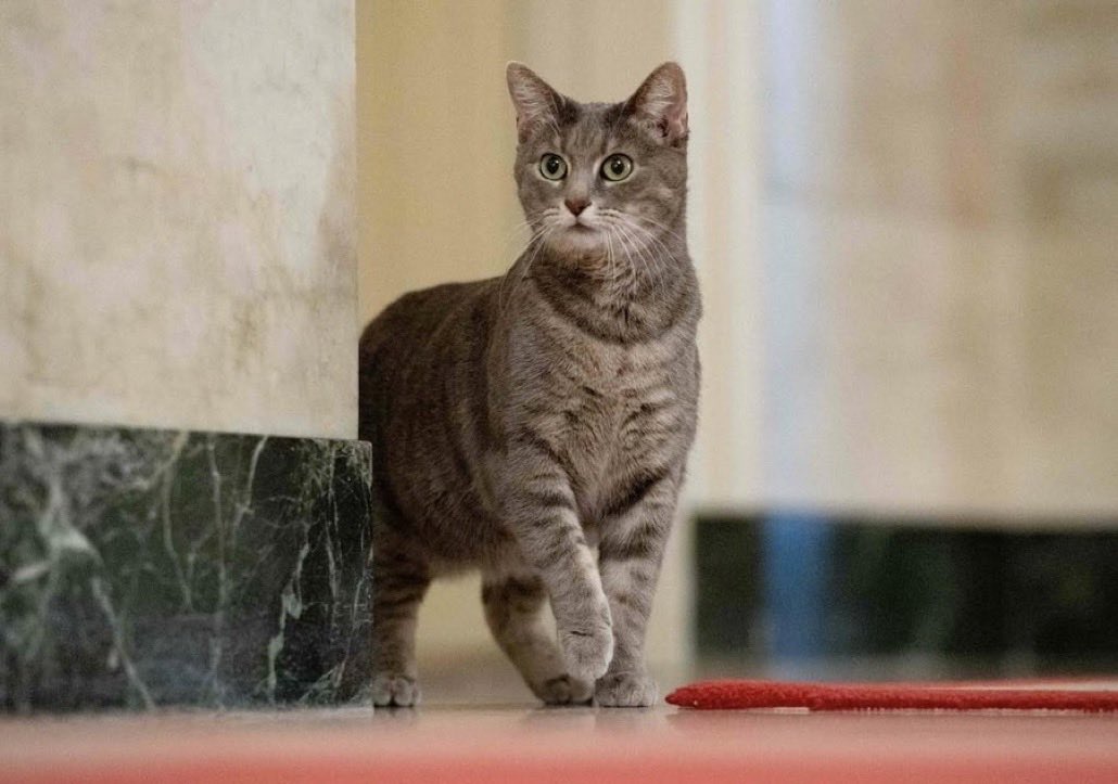 gregkellyusa's tweet photo. Stupid cat. https://t.co/pDz3YrVBH4