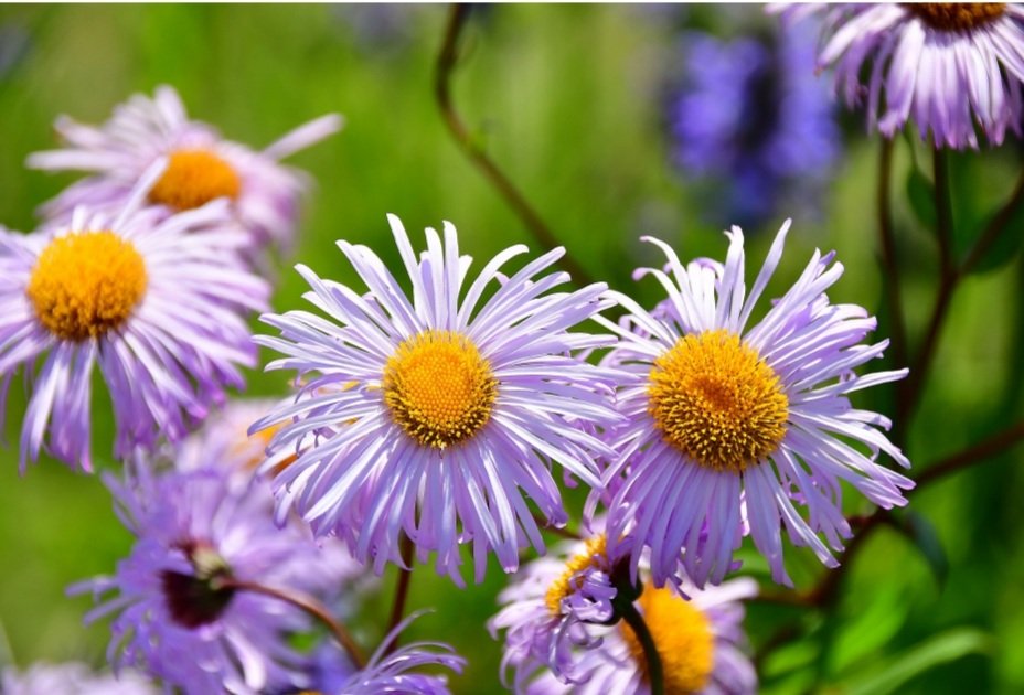 Belvoir Castle Garden Show tweet media