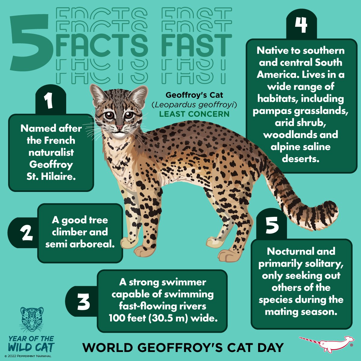 PepomintNarwhal's tweet photo. #WorldGeoffroysCatDay 
#5FactsFast #GeoffroysCat

Etsy Sale - 25% Off Masks &amp; Calendar!
https://t.co/48budCETnr

#PeppermintNarwhal
Redbubble https://t.co/ISRfrTWwVu
TeePublic https://t.co/yNi4J9Tz7I
Zazzle https://t.co/NFmJJTiOHM
YouTube https://t.co/uKbf9WHgqP

#GeoffroysCatDay https://t.co/2ah8MPOt0f