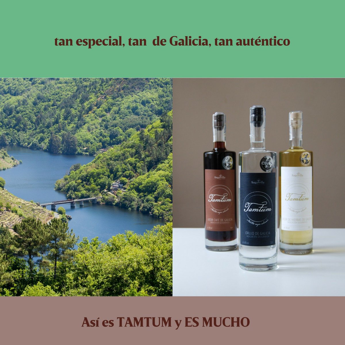 Augavella's tweet photo. TAN ESPECIAL, TAN DE GALICIA, TAN AUTÉNTICO. 
🥃💚
 Así es TAMTUM y ES MUCHO. 

#tamtum #augavella #orujogallego #orujodegalicia #ribeirasacra https://t.co/5rWp8mRM0n