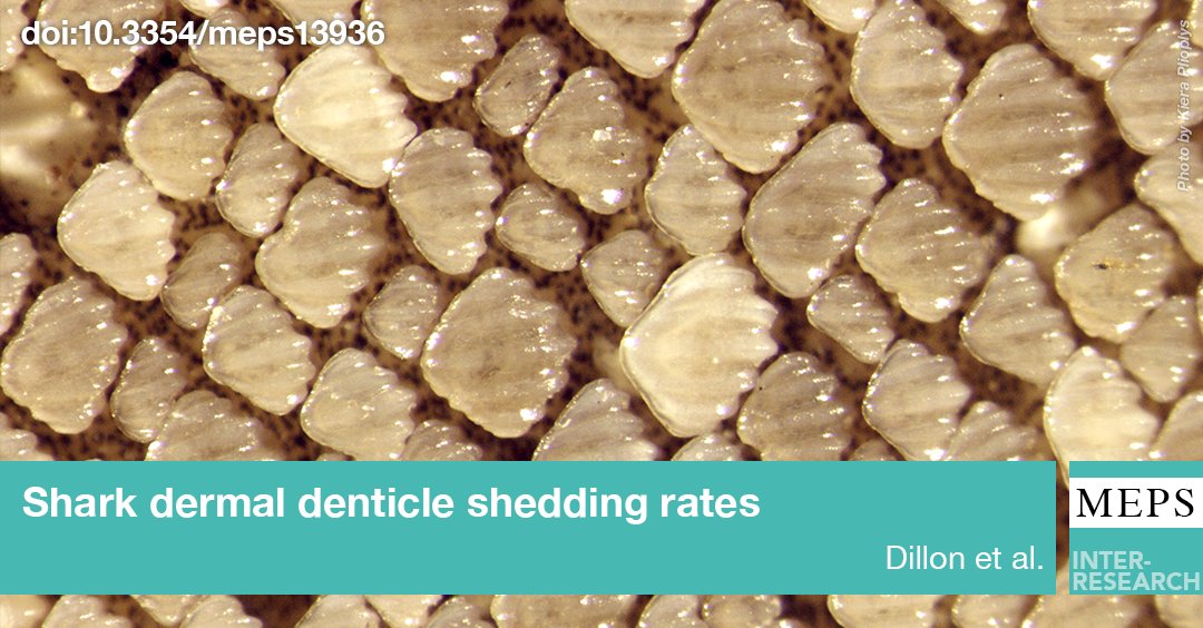 MEPS_IR's tweet photo. #Shark #scales (#denticles) accumulating in #sediments can reveal ancient shark communities. Dillon et al. show that denticle shedding rates differ between shark species and shape how denticle accumulation reflects shark abundance https://t.co/f8O34swKF6