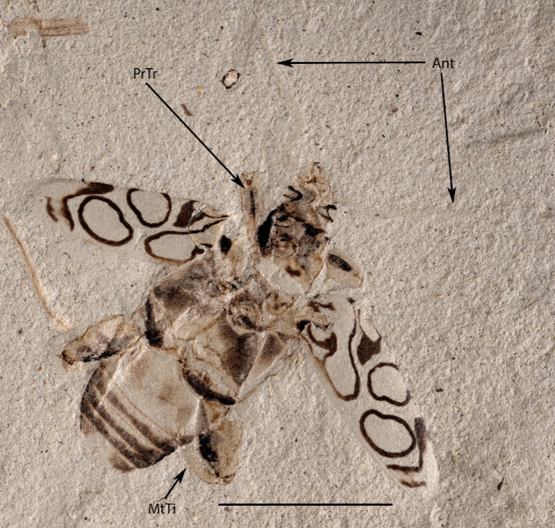 RussellGarwood's tweet photo. For #FossilFriday check out this gorgeous fossil insect! This 49 million year old beauty is Pulchritudo attenboroughi, a beetle found in the rocks of the Green River Formation, Colorado. what's particularly striking about this fossil is the pattern on its wing cases. https://t.co/KdkJgcTZR5