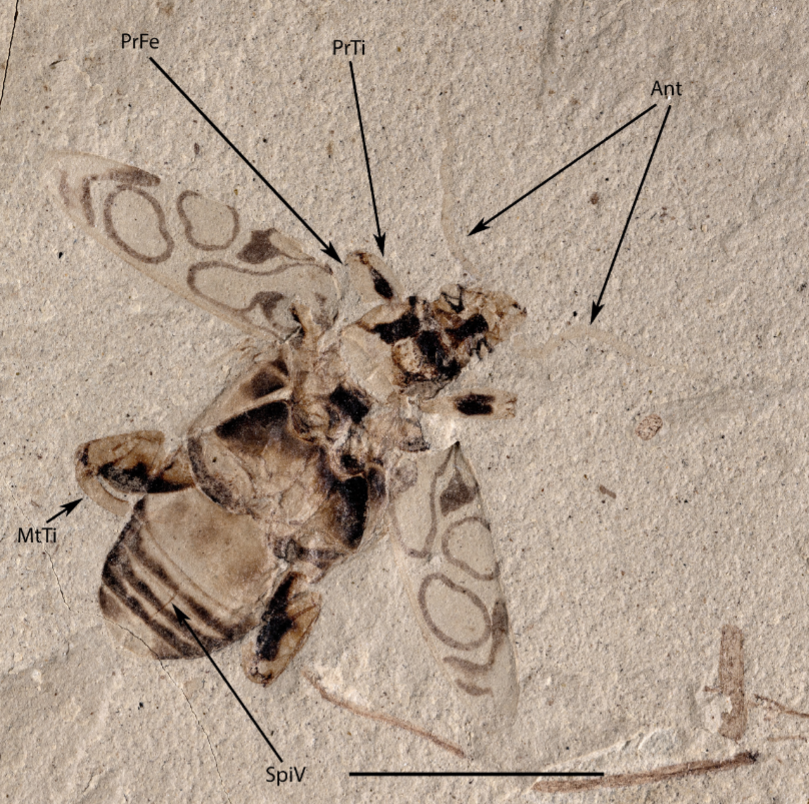 RussellGarwood's tweet photo. For #FossilFriday check out this gorgeous fossil insect! This 49 million year old beauty is Pulchritudo attenboroughi, a beetle found in the rocks of the Green River Formation, Colorado. what's particularly striking about this fossil is the pattern on its wing cases. https://t.co/KdkJgcTZR5