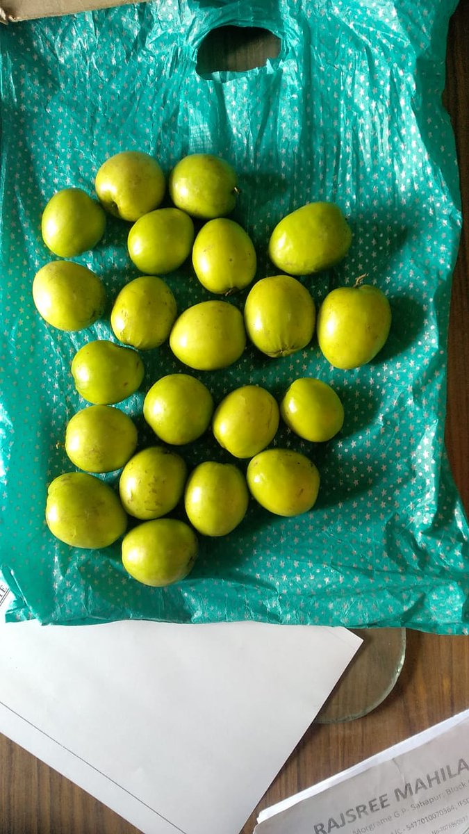 mvraoforindia's tweet photo. Apple Ber or Jujube
or Indian plum

Nursery 

Developed by a women's group in Malda district 

Our Area Development Activities https://t.co/cmvfhVajWm