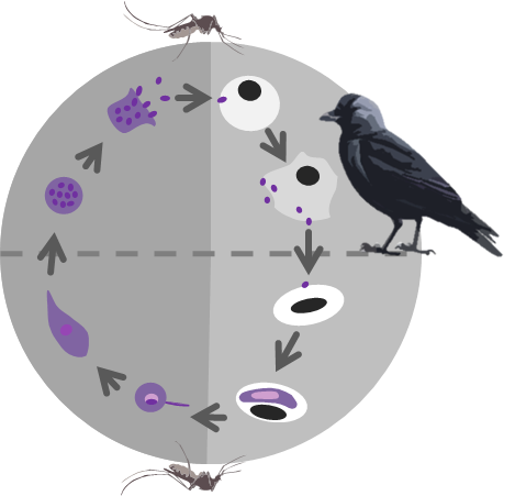 Are you looking for a #MSc project in which you can combine molecular lab work and #RStats to answer ecological questions about #avianbloodparasites in #Jackdaw nestlings? Then, this is your opportunity:

biologyedu.blogg.lu.se/are-all-siblin…

<a href="/lunduniversity/">Lund University</a> @Biology_LU <a href="/MEEL_Lund/">MEEL</a>