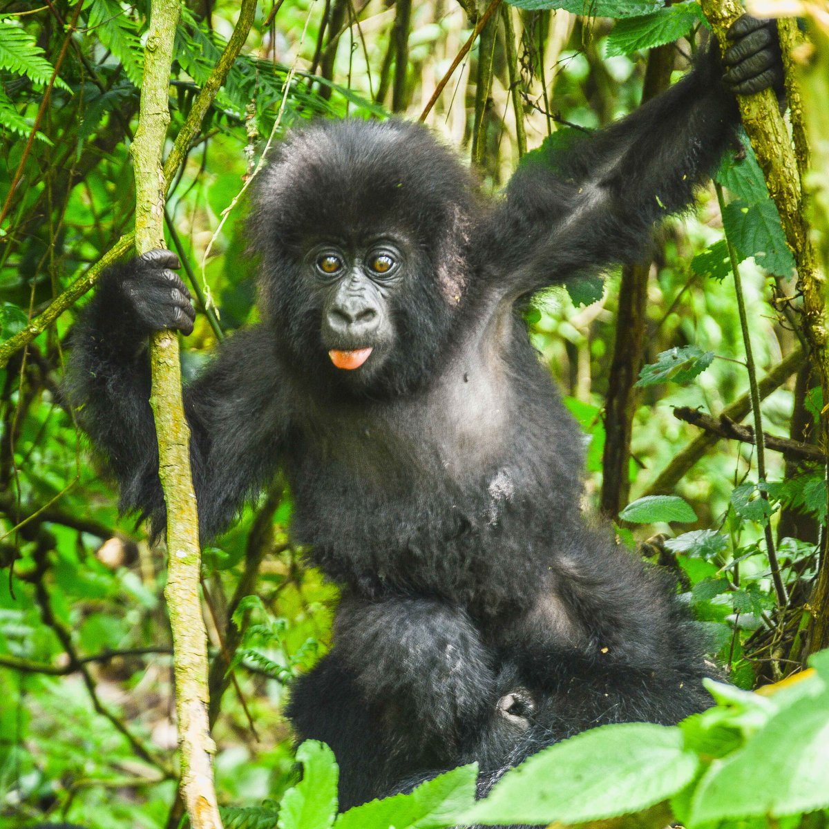 SavingGorillas's tweet photo. Happy Friday! We hope you have as much fun today as Tegereza seems to be having! 🤪😎 #conservation #wildlife #mountaingorillas

📸: Cedric Ujeneza https://t.co/VB8SpCj9vu