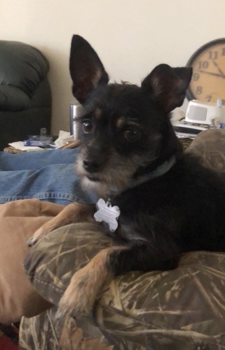 nsdarbe's tweet photo. @bigbarkerusa Gizmo aka Prince Scruffles (shelter name). We foster failed with Angels Amoung Us https://t.co/8oWH479gLb