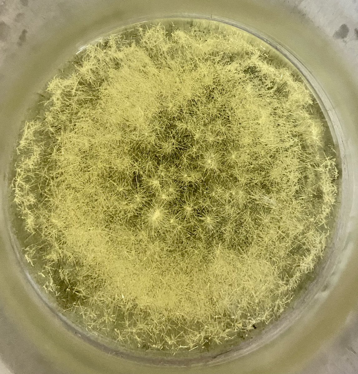 Chemistry never ceases to amaze me #needlelikecrystals #RealTimeChem