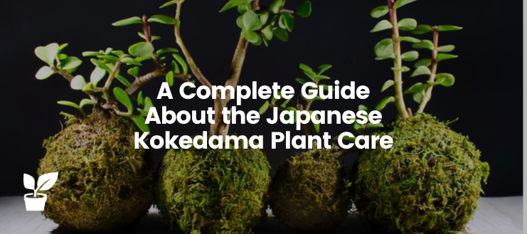 This complete guide explains everything you need to know about Kokedama Plant Care or DIY to display this unique plant at your home.

irrigationsuppliesstore.com/kokedama-plant…

#KokedamaPlant #kokedamaDiy #kokedamasIdeas #kokedamasColgantes