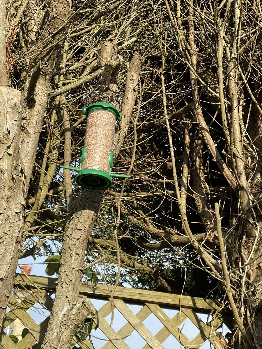 mileshedison's tweet photo. Doing my bit for @Natures_Voice  … an army turned up when I put out bird seed @Richard_Doan_ @JimmyShaw20 @LincsWildlife #BigGardenBirdWatch #Lincolnshire https://t.co/CFG6VoqTps