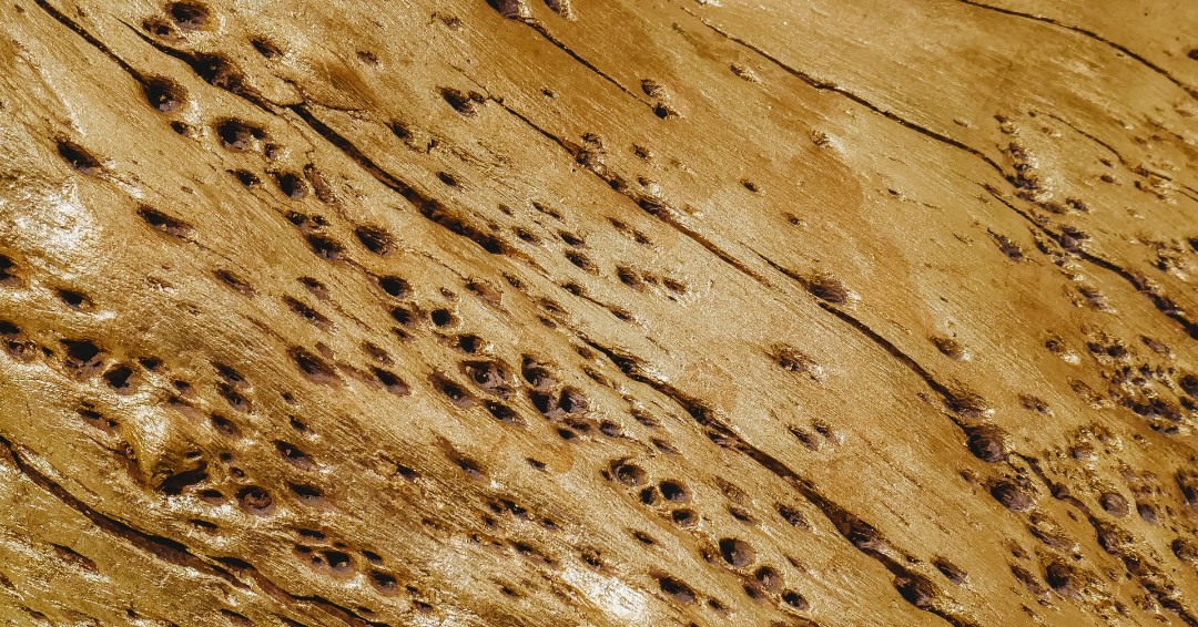 ProStaffPest's tweet image. It’s rare for termites to invade in the winter, but they can swarm early in warmer winter weather. Learn how we can help if you find termites in your home: ow.ly/ZlWq50HyoV1