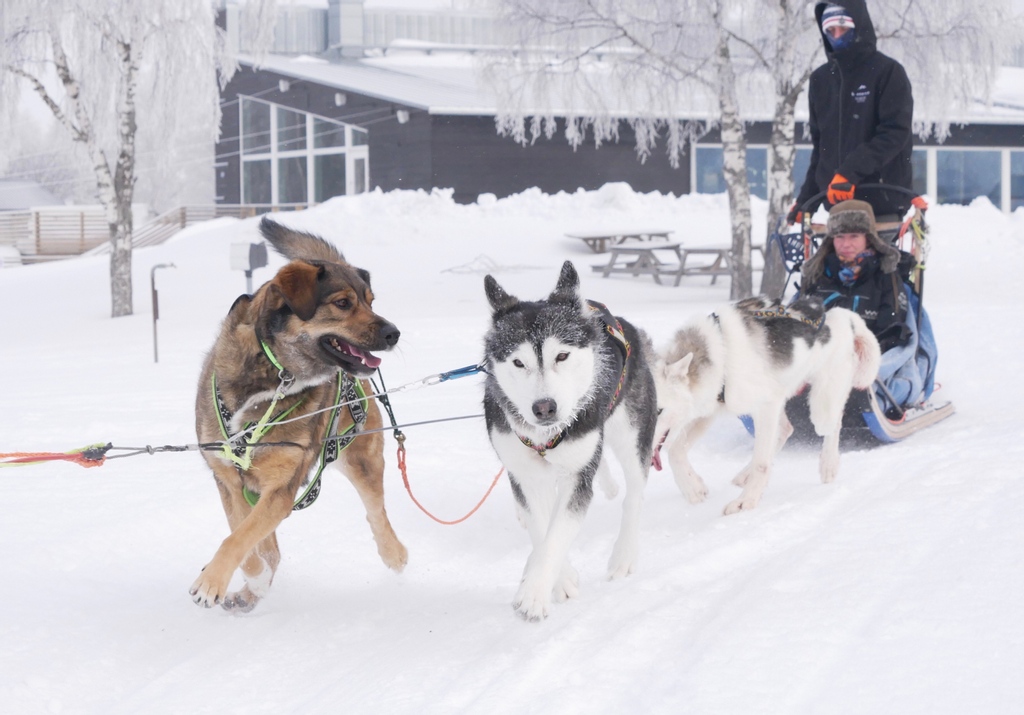 filipsborg's tweet photo. Time for our hotel guests from #France to go dogsledding and have dinner with our partner Nordic Lapland/Frevisören. #sweden #swedishlapland #heartoflapland #kalix #filipsborg #lapland #dogsledding #husky https://t.co/ijk4IRCYjF