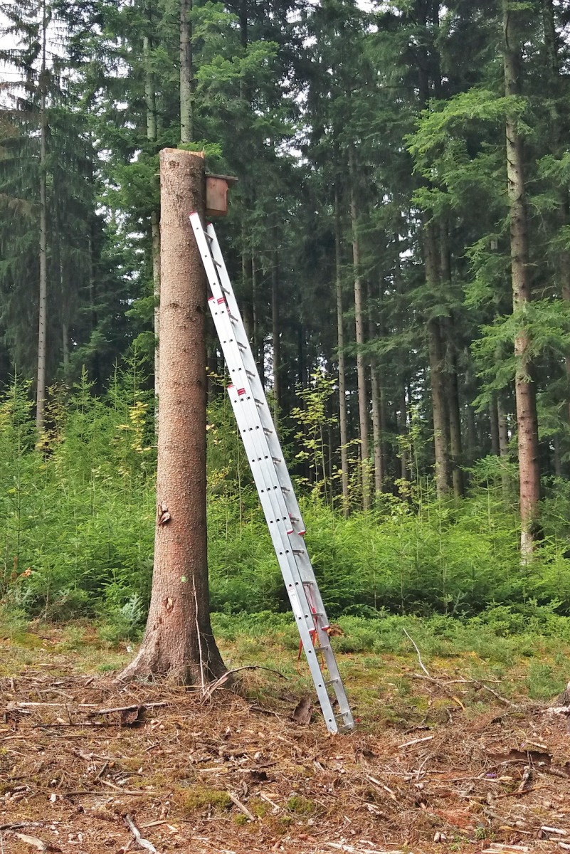 LesyCR_'s tweet image. Víte, co znamená modrý trojúhelník na stromě? 

🌲 Jedná se o tzv. doupné stromy, žijící i již odumřelé, pahýly, vývraty a zlomy, které budou v lese ponechány k přirozenému dožití a následnému rozpadu. Cílem je udržet v lesích ty nejcennější stromy, poskytující hnízdiště.