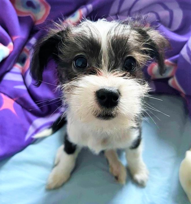 Alice545352's tweet photo. Un tenero preziosissimo cuoricino la piccola Mia 💝
Emozioni a fior di pelle per Gaia, e lo zio Tommy non smentisce il suo ruolo di sottone. 🥺💖💘💖
#tzvip https://t.co/ZsH3wnVG6k