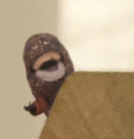 Captain KillJoy ⋆༺𓆩☠︎︎𓆪༻⋆ tweet media