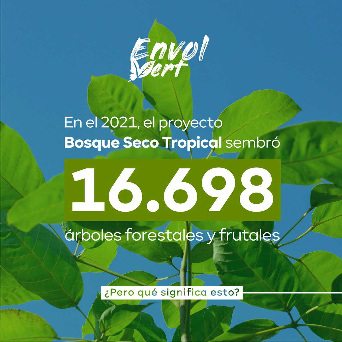 EnvolVertLatino's tweet image. Resultados ambientales y sociales: 😍💚

Gracias a las comunidades rurales de la Costa Caribe colombiana que hacen parte del proyecto Bosque Seco Tropical de Envol Vert Colombia, las metas de siembra de árboles nativos forestales y frutales fueron cumplidas y superadas #EnvolVert