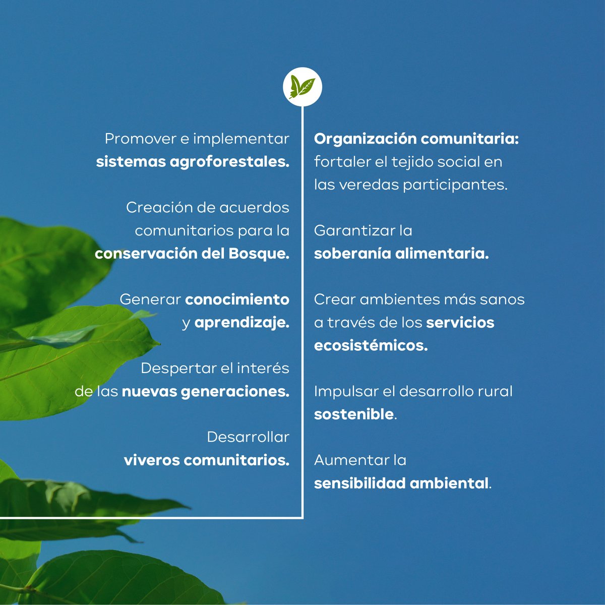 EnvolVertLatino's tweet image. Resultados ambientales y sociales: 😍💚

Gracias a las comunidades rurales de la Costa Caribe colombiana que hacen parte del proyecto Bosque Seco Tropical de Envol Vert Colombia, las metas de siembra de árboles nativos forestales y frutales fueron cumplidas y superadas #EnvolVert