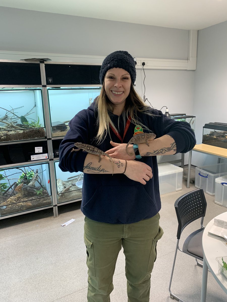 JakeRogers1992's tweet photo. Our new ‘quality’ chameleons arrived today, meet Sue &amp; Gail. @SueKeenanQTLA @MyerscoughColl https://t.co/G9tFWPa0fm