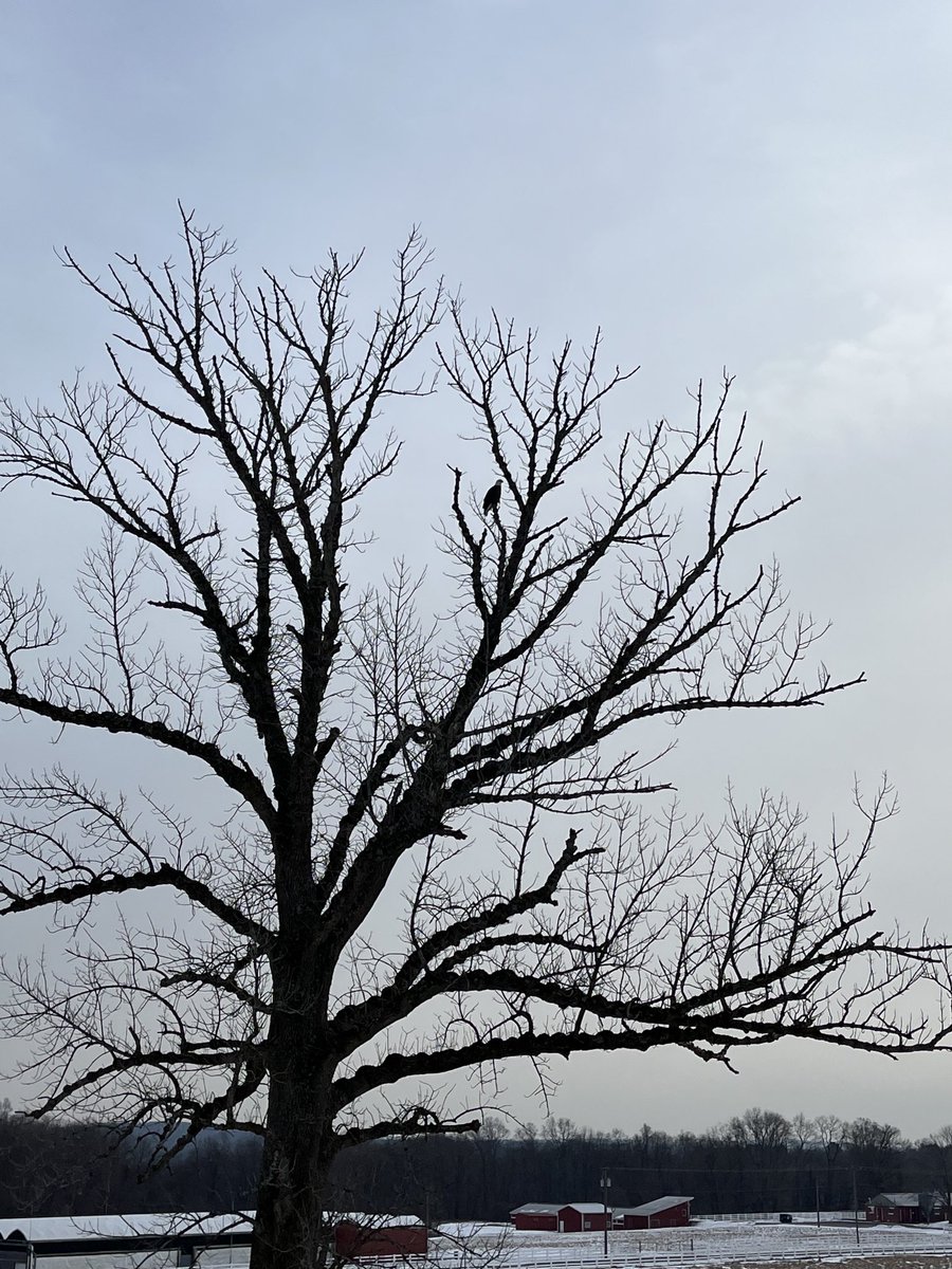 quercus_amanda's tweet photo. Am I a master bird identifier? Nope. Is my camera a good one? No, it’s a phone. Regardless, I’m pretty darn sure I saw a #BaldEagle on #Uconn campus this morning 😁🦅 https://t.co/Fvxp4Y2djV
