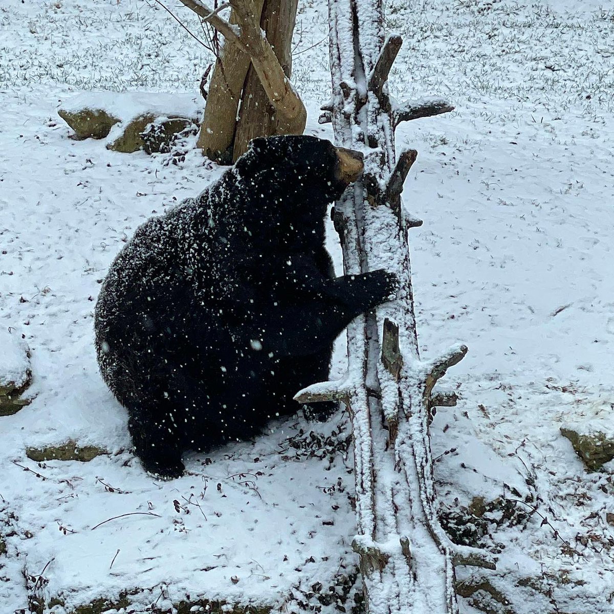 Sometimes when it snows you just have to grin and bear it 🐻❄️

#Snow #Winter #BlackBear