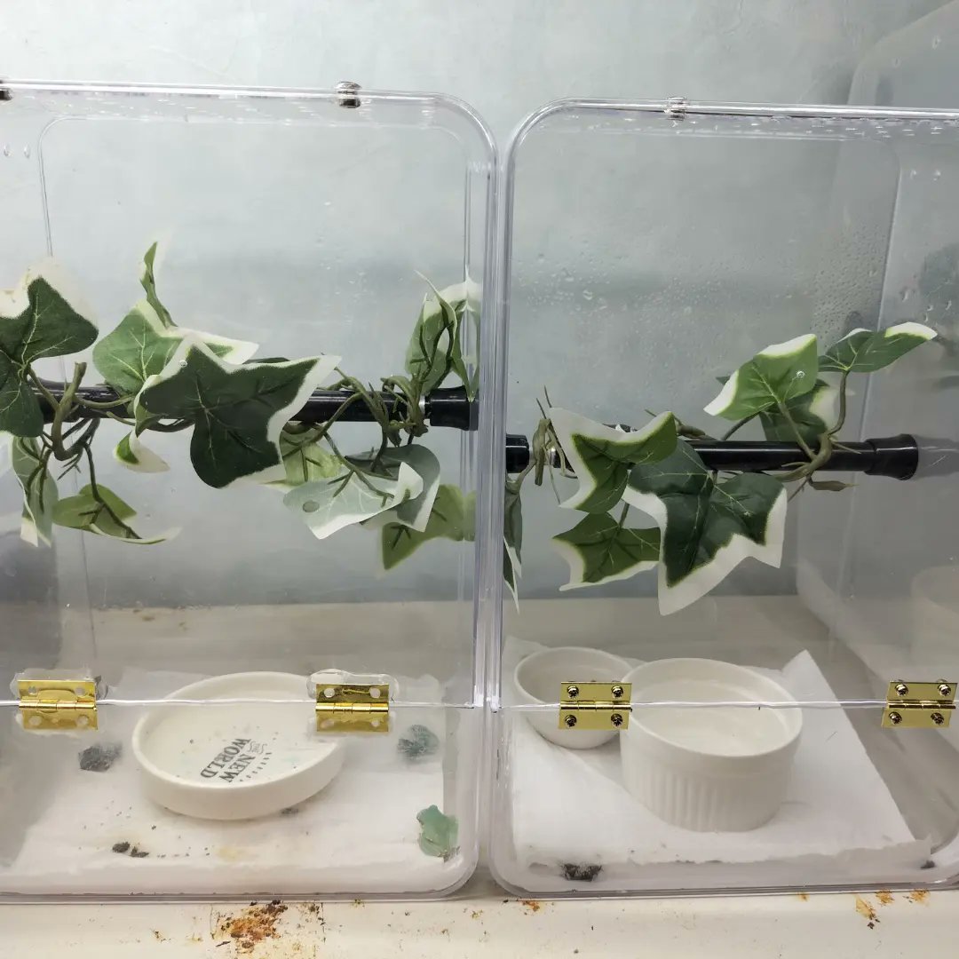 Happy Shrimp カエルケージを自作しました 今 3つ作りましたが まだまだ試作段階 透明ケージで 見やすく 大きさもちょうど良い 作り方はdmで 笑 カエル カエルケージ ケージ 手作りケージ ケージ 自作グッズ Diy T Co Hnfyw1oi1g