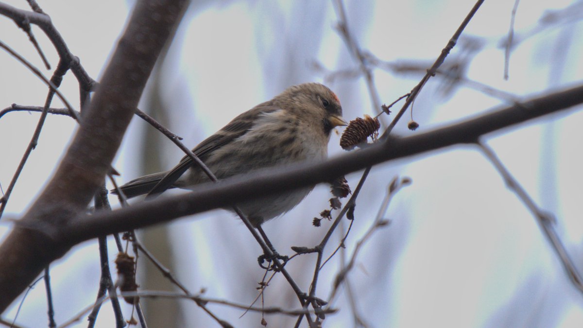 A lovely surprise in Lochend Park this morning. I'm going to say it's a lesser redpoll (Acanthis cabaret) and nervously await contradiction.

Well spotted, Mum! @LochendPark