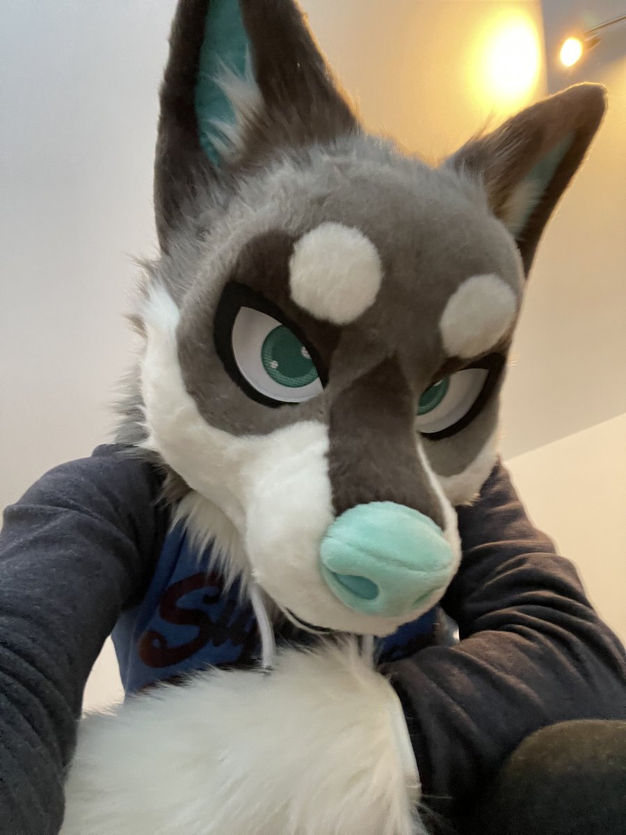 TraxGSD's tweet image. Love my new boy Riptide ^~^ 
And my first #fursuitfriday I think 😋