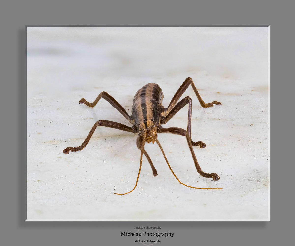 Imagemaker1961's tweet photo. Two lined walking stick. 

#walkingstick #insect #NaturePhotography #canon #macro #focusstacked https://t.co/rZ1kMNbwhL