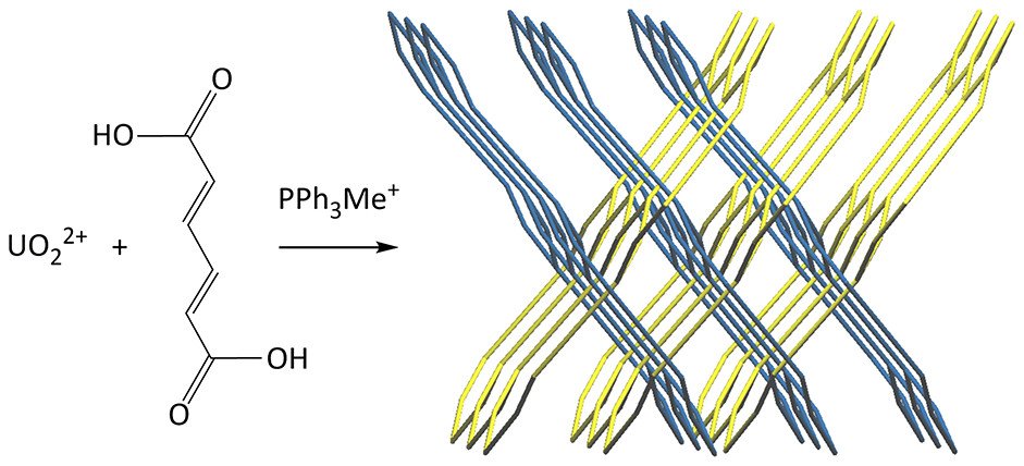 bhkenlo's tweet photo. Contrasting Networks and Entanglements in Uranyl Ion Complexes with Adipic and trans,trans-Muconic Acids https://t.co/ihZnYtxzJo  Thuéry and Harrowfield @InorgChem #uranium #uranyl #muconicacid #flexibility #adipate #muconate #phosphonium https://t.co/A89VMujLBt