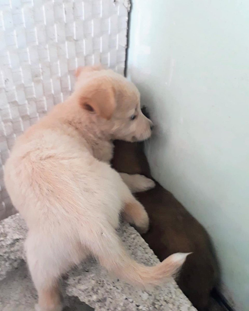 adoptmovement's tweet photo. 🇧🇧🇧🇧URGENT: These 5 puppies in Barbados need foster homes or forever homes.
If you are willing & able to foster/ adopt, please WhatsApp 1-246-262-4505. #adoptdontshop #adopt #adoptbarbados #aDog #aPuppy #aBestFriend #aDopt https://t.co/vHdriGtW6b