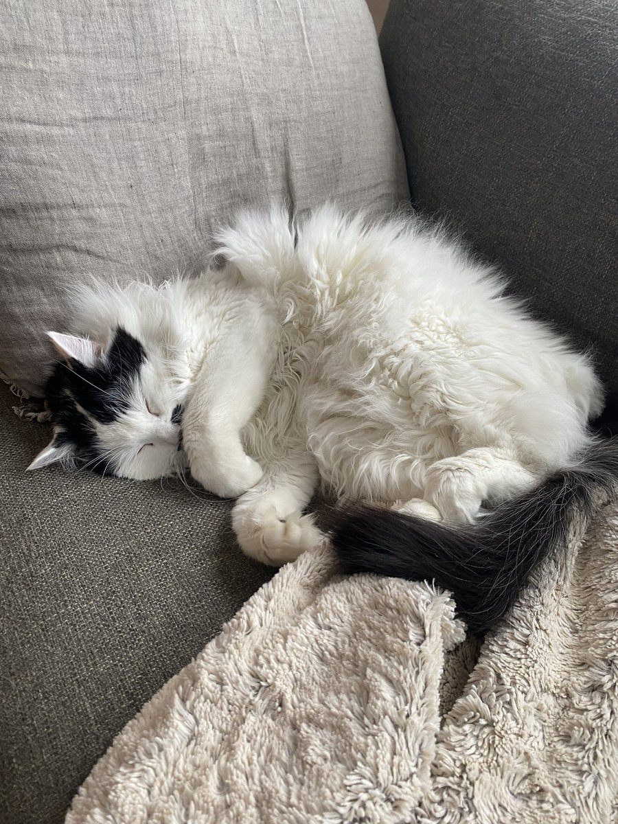 TazTheDevilCat's tweet photo. Welcome to Twitter #Willow!  I humbly submit my candidacy for a Cabinet position as Secretary of Comfort. I am willing to consider other appointments #COTUS #FCOTUS #CatsOfTwitter https://t.co/VTlcrYMfid